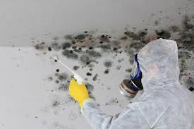  Massapequa, NY Mold Removal Pros